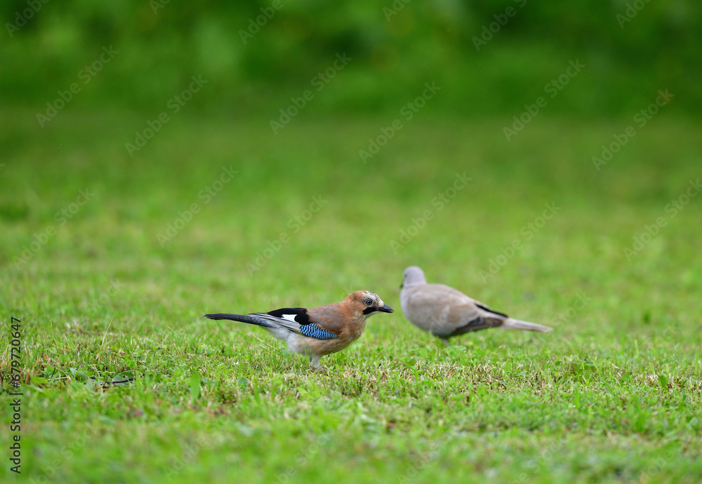 Eurasian collared dove and eurasian jay together in the grass are looking for seeds