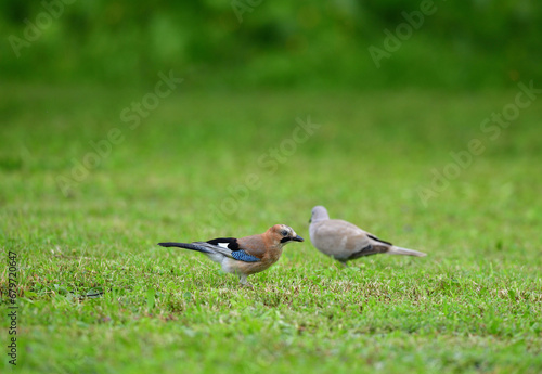 Obraz na płótnie Eurasian collared dove and eurasian jay together in the grass are looking for seeds w salonie