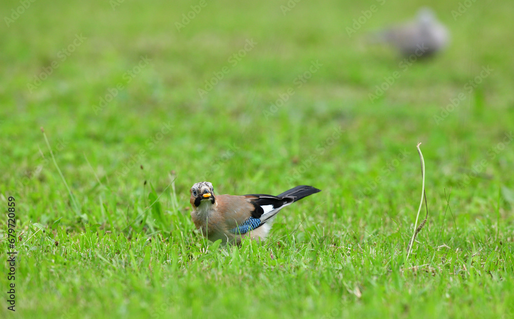 Eurasian collared dove and eurasian jay together in the grass are looking for seeds