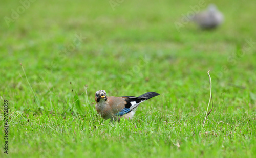 Obraz na płótnie Eurasian collared dove and eurasian jay together in the grass are looking for seeds w salonie