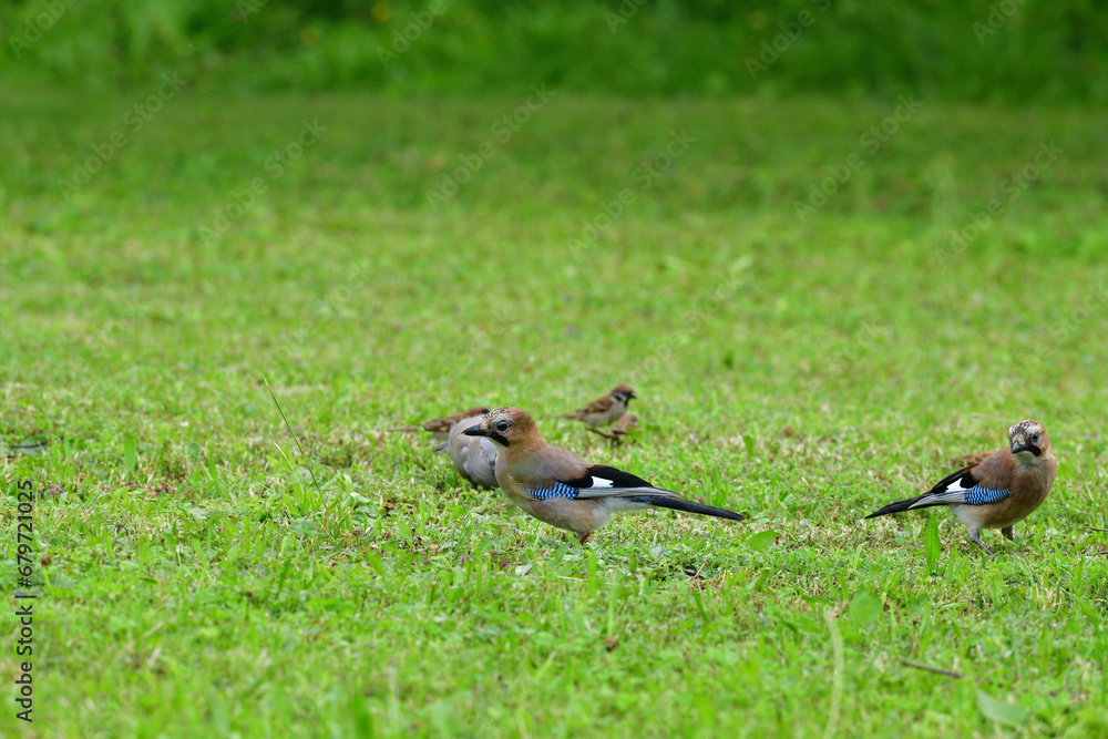 Eurasian collared dove and eurasian jay together in the grass are looking for seeds