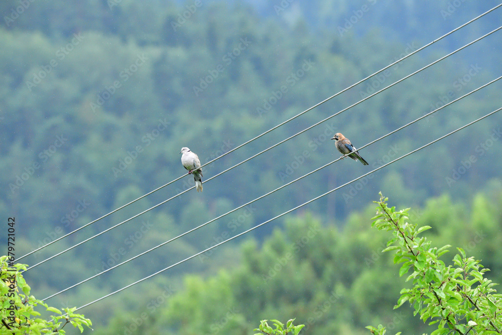 Eurasian collared dove and eurasian jay high on the wires of the electrical voltage sit side by side