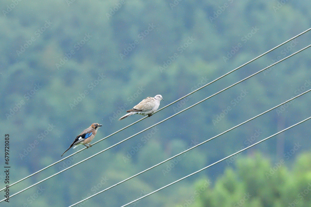 Eurasian collared dove and eurasian jay high on the power line attacking each other