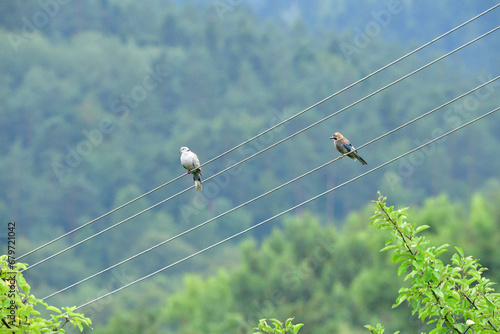Obraz na płótnie Eurasian collared dove and eurasian jay high on the wires of the electrical voltage sit side by side w salonie