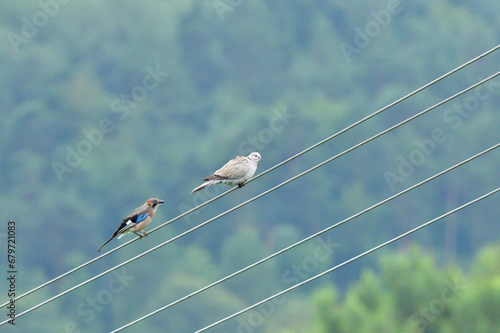 Obraz na płótnie Eurasian collared dove and eurasian jay high on the power line attacking each other w salonie