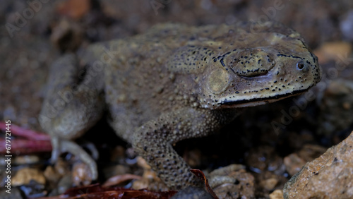 Common toad on rocks in nature