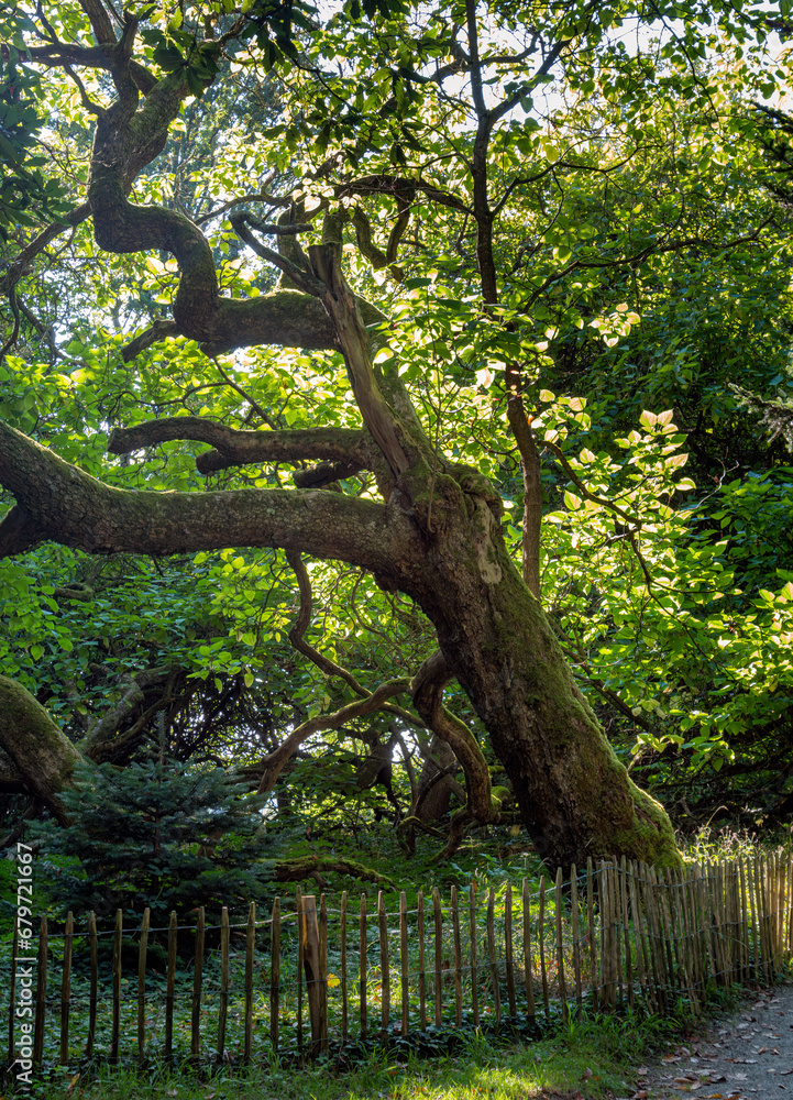 Arboretum, Baumsammlung im Park auf der Insel Mainau, Bodensee, Baden-Württemberg, Deutschland, Europa Arboretum, Baumsammlung im Park auf der Insel Mainau, Bodensee, Baden-Württemberg, Deutschland, Europa