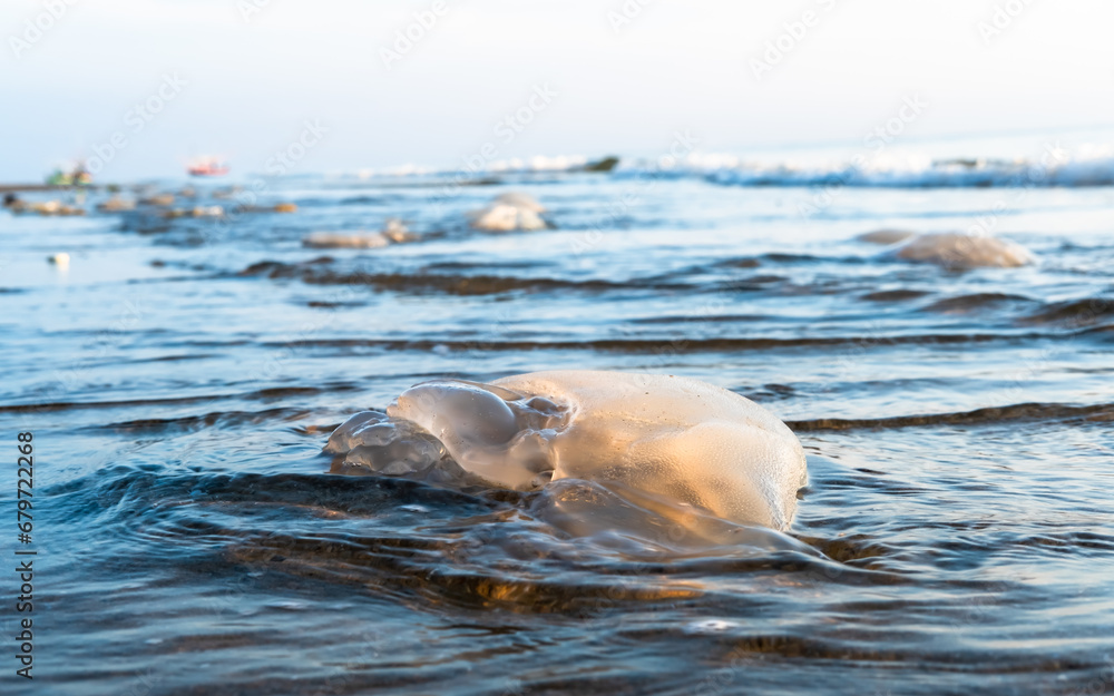 Naklejka premium Jellyfish population drifting to the beach and losing their lives due to ecological, climatic and environmental reasons