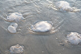 Jellyfish population drifting to the beach and losing their lives due to ecological, climatic and environmental reasons