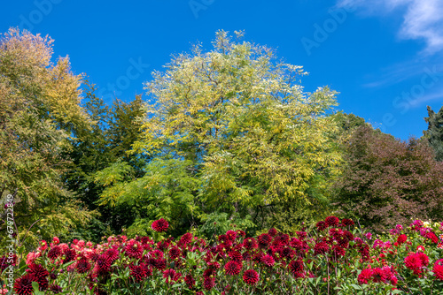 Blühende Dahlien (Dahlia) auf der Insel Mainau, Bodensee, Baden-Württemberg, Deutschland, Europa © pwmotion