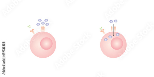 Insulin Mechanism of Action Scientific Design. Vector Illustration.