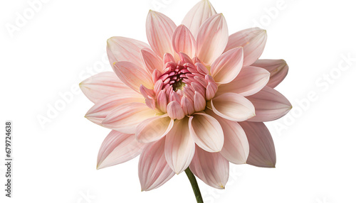 Soft Pink Dahlia Flower with Transparent Background png