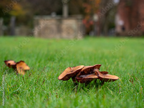 Mushrooms Growing on Green Grass © Pefkos