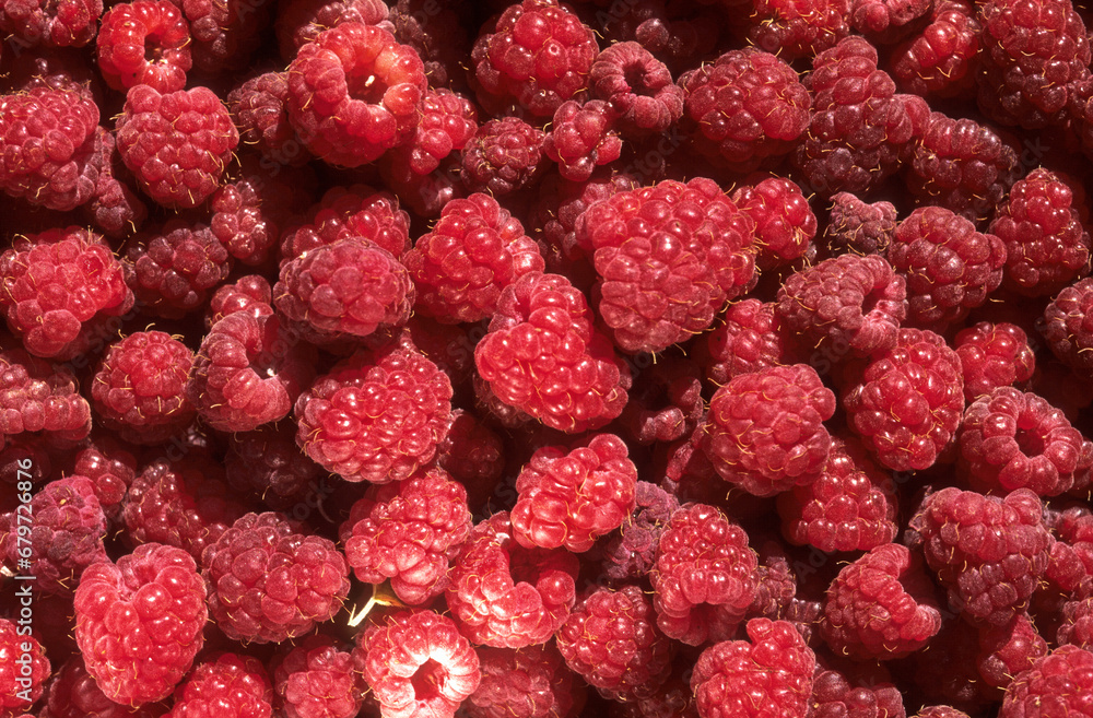 Rubus idaeus, Framboisier, Framboise Rubus idaeus, Framboisier, Framboise