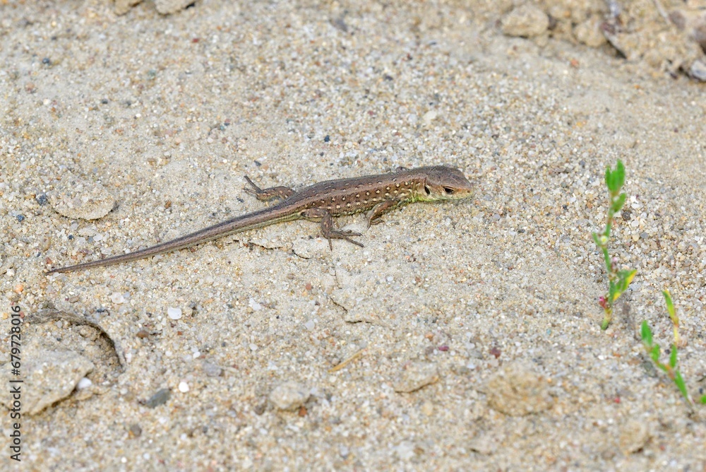 The sand lizard observes the surroundings on the sand on the river bank