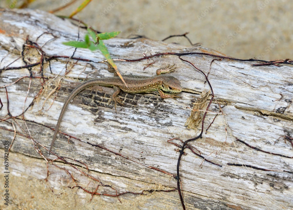A baby of sand lizard comming from a sandy shelter on the river bank