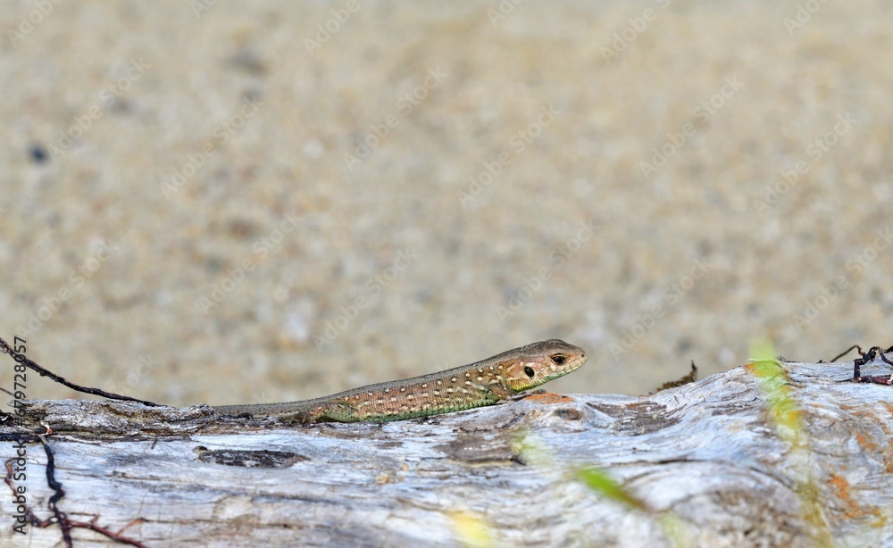 The sand lizard observes the surroundings on the sand on the river bank