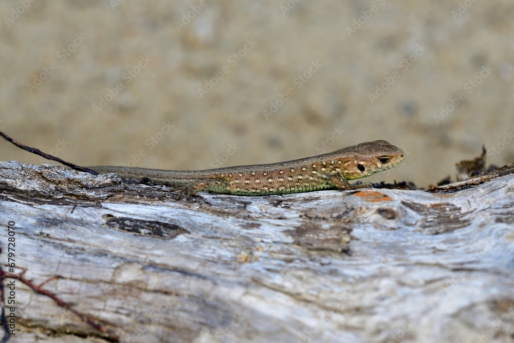Portrait and macro photography of a sand lizard on the sand on the river bank