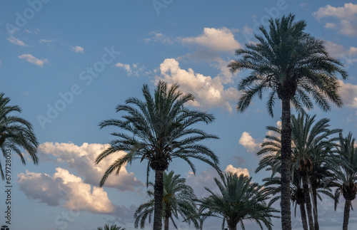 Palm trees on the background of blue sky with white clouds.