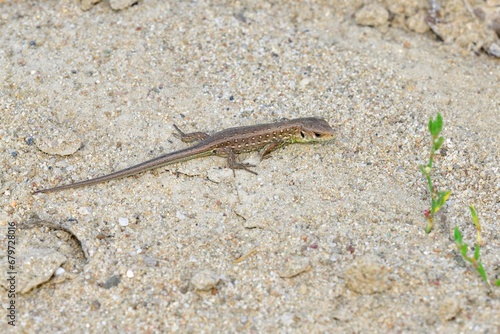 Obraz na płótnie The sand lizard observes the surroundings on the sand on the river bank w salonie