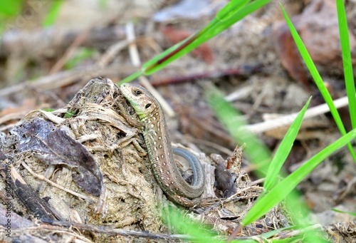 Obraz na płótnie A baby of sand lizard comming from a sandy shelter on the river bank w salonie