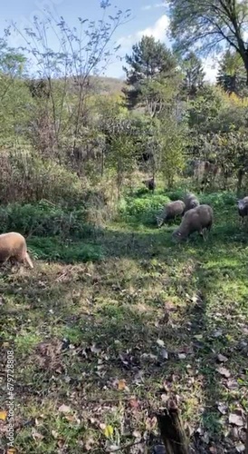 rams on the field