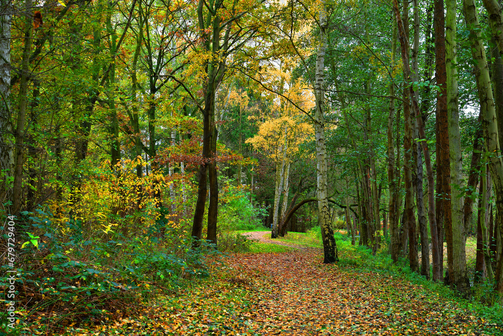 Autumn landscape. Pathway through the autumn park. Autumn landscape. Pathway through the autumn park.