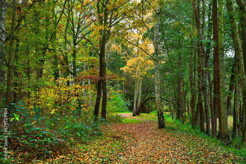 Autumn landscape. Pathway through the autumn park.