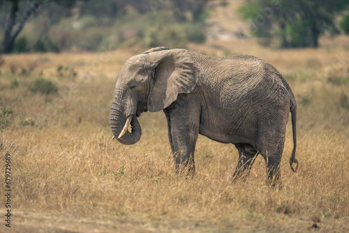 African bush elephant stands eating tall grass