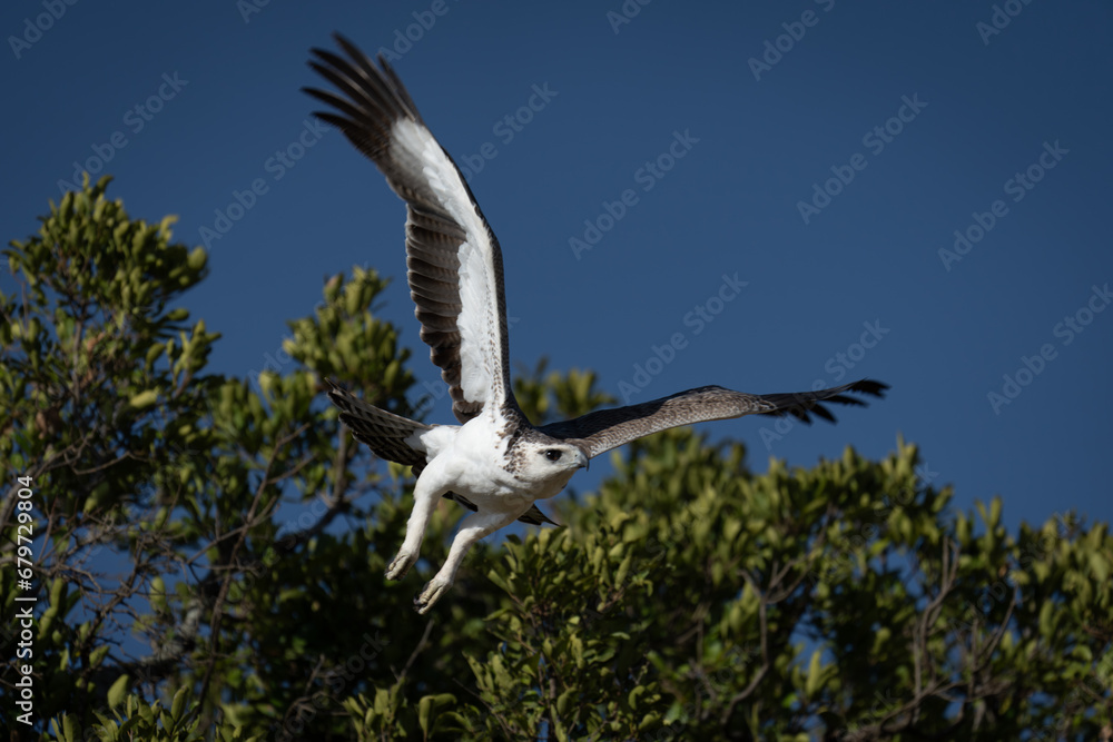 Juvenile martial eagle taking off from bush Juvenile martial eagle taking off from bush
