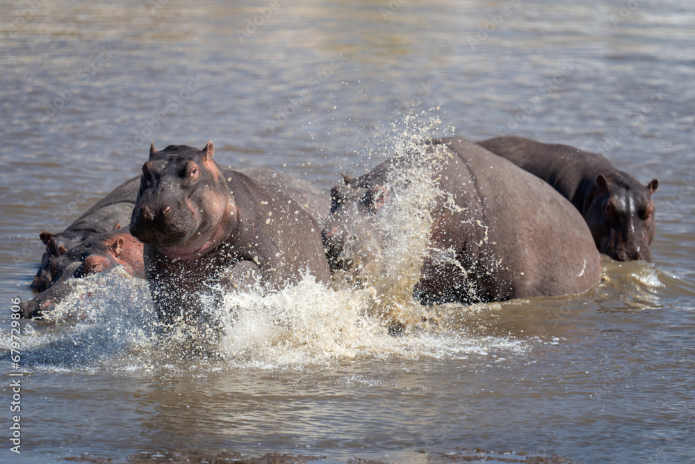 Hippopotamus chases another out of shallow river Hippopotamus chases another out of shallow river