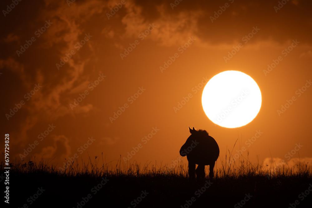 Plains zebra stands on horizon at sunrise