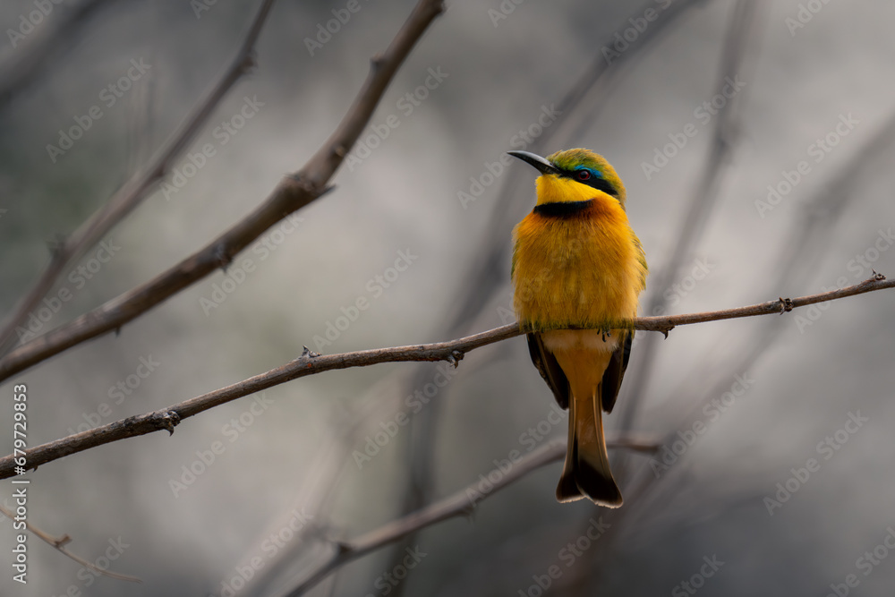 Fototapeta premium Little bee-eater on narrow branch turning head