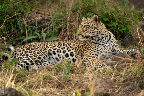 Female leopard lies in bushes looking back