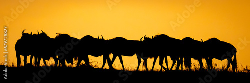 Panorama of blue wildebeest silhouetted at sunset