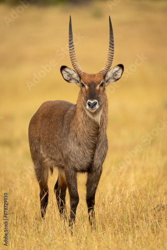Canvastavla Male defassa waterbuck stands looking to camera