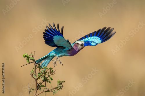 Lilac-breasted roller taking off from narrow branch