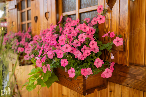 Beautiful blooming petunia flowers in wooden window box on a nice summer day in Wroclaw, Poland. High quality photo
