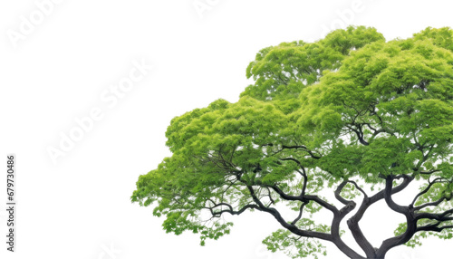 green tree isolated on transparent background cutout