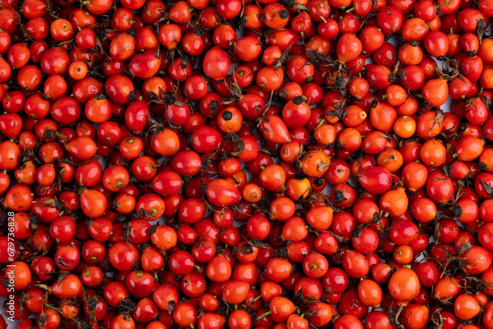 pile of red dog-rose rosehip fruits full frame background and texture pile of red dog-rose rosehip fruits full frame background and texture