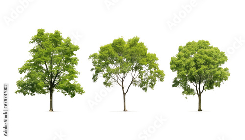 green tree isolated on transparent background cutout photo