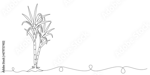 sugarcane