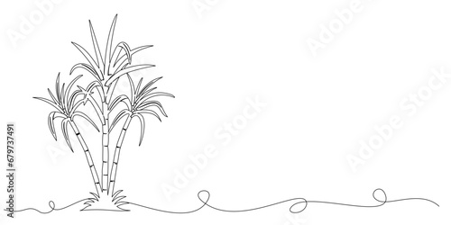 sugarcane