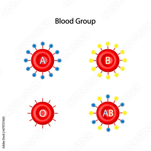 ABO Blood groups. four blood types, A,B, AB and O groups, made up from combinations of the type A and type B antigens.