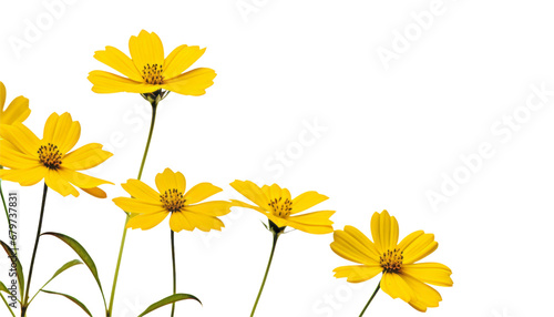 yellow flower border isolated on transparent background cutout