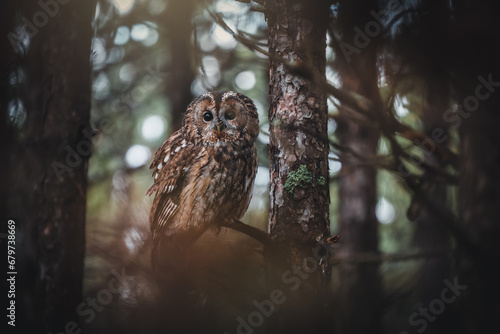 Foto Tawny owl (Strix aluco) in autumn forest