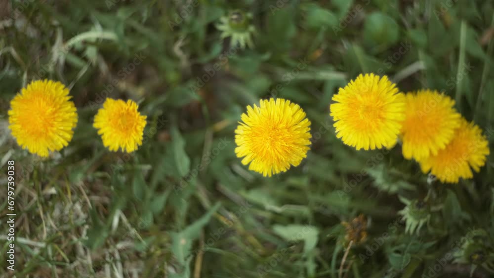 Yellow dandelions blooming on the ground. Slow motion. Yellow dandelions blooming on the ground. Slow motion.