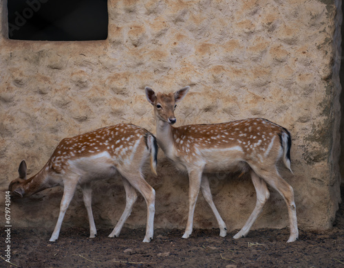 Serene Deer in Lush Forest Setting - Captivating Wildlife Photography photo