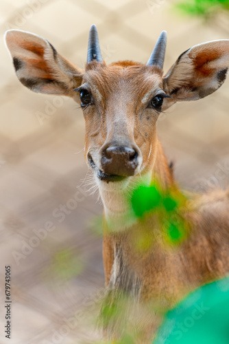 Serene Deer in Lush Forest Setting - Captivating Wildlife Photography photo