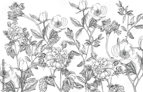 Sketched flowers - peonies, roses and agapanthus. Detailed pencil drawing of English garden florals.